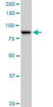 Anti-SEC63 antibody produced in mouse purified immunoglobulin, buffered aqueous solution