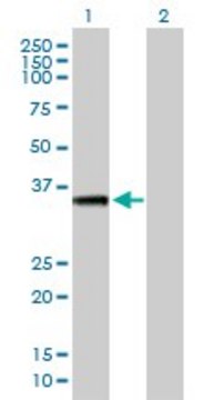 Anti-AKTIP antibody produced in mouse purified immunoglobulin, buffered aqueous solution