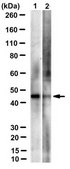 Anti-DUX4 Antibody, clone P4H2 clone P4H2, from mouse