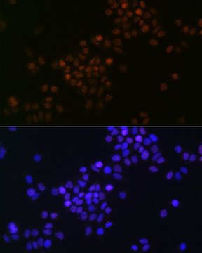 Anti- c-Myc antibody produced in rabbit