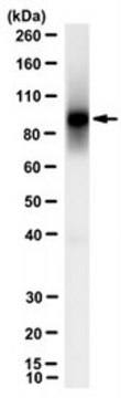 Anti-SIRPA Antibody, clone MY-1