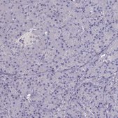 Anti-NDRG4 antibody produced in rabbit Prestige Antibodies® Powered by Atlas Antibodies, affinity isolated antibody, buffered aqueous glycerol solution
