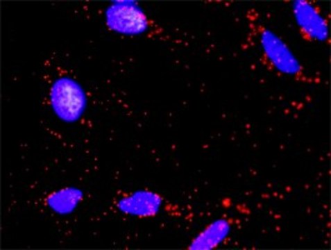 Monoclonal Anti-BAD antibody produced in mouse clone 3H8, purified immunoglobulin, buffered aqueous solution