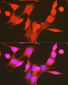 Anti-Phospho-PDPK1-S241 antibody produced in rabbit