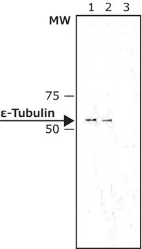 Monoclonal Anti-&#949;-Tubulin antibody produced in mouse clone TUB-11, purified immunoglobulin, buffered aqueous solution