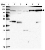 Anti-CORO7 antibody produced in rabbit Prestige Antibodies® Powered by Atlas Antibodies, affinity isolated antibody, buffered aqueous glycerol solution