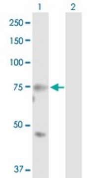 Anti-MASP2 antibody produced in rabbit purified immunoglobulin, buffered aqueous solution