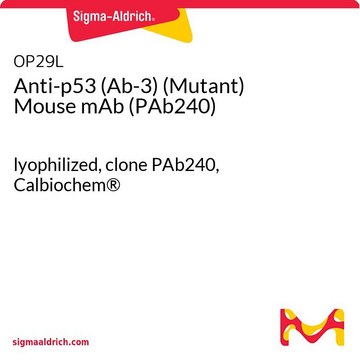 p53（Ab-3）（突变型）小鼠单克隆抗体（PAb240） lyophilized, clone PAb240, Calbiochem&#174;