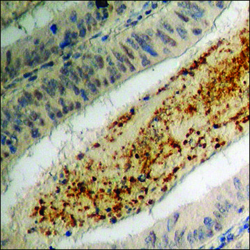 Anti-phospho-MEF2D (pSer444) antibody produced in rabbit affinity isolated antibody