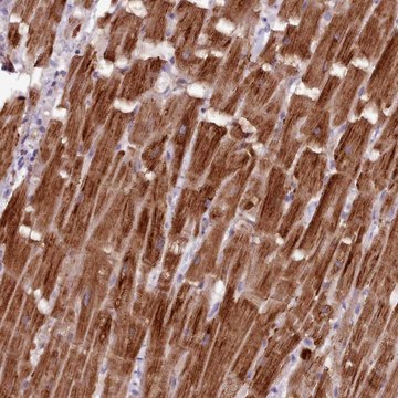 Anti-NT5DC2 antibody produced in rabbit Prestige Antibodies&#174; Powered by Atlas Antibodies, affinity isolated antibody, buffered aqueous glycerol solution