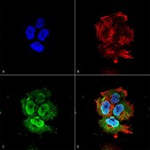 Monoclonal Anti-Brevican - Atto 390 antibody produced in mouse clone S294A-6, purified immunoglobulin