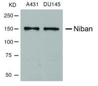Anti-FAM129A antibody produced in rabbit affinity isolated antibody
