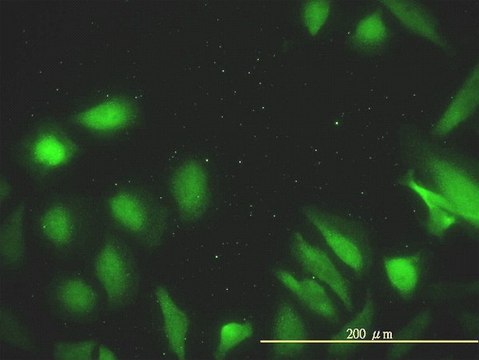 Monoclonal Anti-DNAJA2 antibody produced in mouse clone 2A11-F2, purified immunoglobulin, buffered aqueous solution