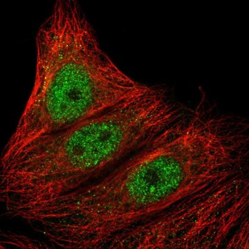 Anti-ARMC5 antibody produced in rabbit Prestige Antibodies&#174; Powered by Atlas Antibodies, affinity isolated antibody