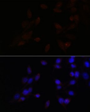 Anti-ATF4 antibody produced in rabbit