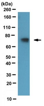 Anti-TAF15, clone 8TA-2B10 Antibody ascites fluid, clone 8TA-2B10, from mouse