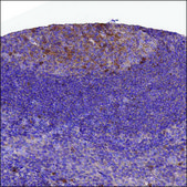 Anti-CXCL13 antibody produced in rabbit Prestige Antibodies® Powered by Atlas Antibodies, affinity isolated antibody, buffered aqueous glycerol solution