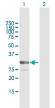 ANTI-ARMC10 antibody produced in mouse purified immunoglobulin, buffered aqueous solution