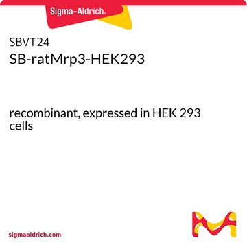 SB-ratMrp3-HEK293 recombinant, expressed in HEK 293 cells