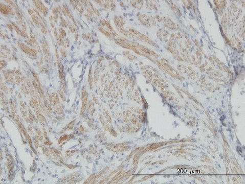 Monoclonal Anti-ACTB antibody produced in mouse clone 3G4-F9, purified immunoglobulin, buffered aqueous solution