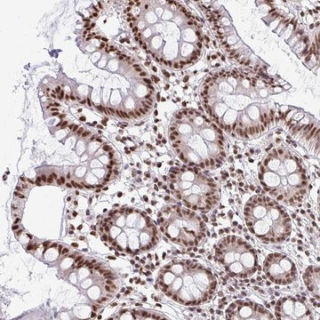 Anti-SNRPA antibody produced in rabbit Prestige Antibodies&#174; Powered by Atlas Antibodies, affinity isolated antibody, buffered aqueous glycerol solution