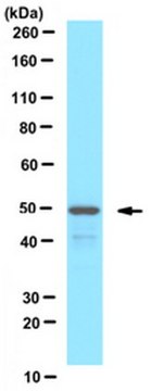 Anti-PEX13 (peroxisomal membrane marker) Antibody serum, from rabbit