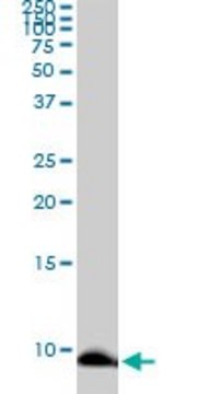 Monoclonal Anti-ATOX1 antibody produced in mouse clone 3F7, purified immunoglobulin, buffered aqueous solution