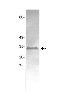 Anti-Tissue Factor Antibody, clone GMA-320 clone GMA-320, Upstate&#174;, from mouse