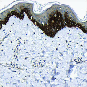 Anti-DRD1 antibody produced in rabbit Prestige Antibodies&#174; Powered by Atlas Antibodies, affinity isolated antibody, buffered aqueous glycerol solution