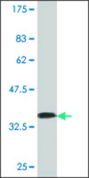 Monoclonal Anti-CHAT antibody produced in mouse clone 1H7, purified immunoglobulin, buffered aqueous solution