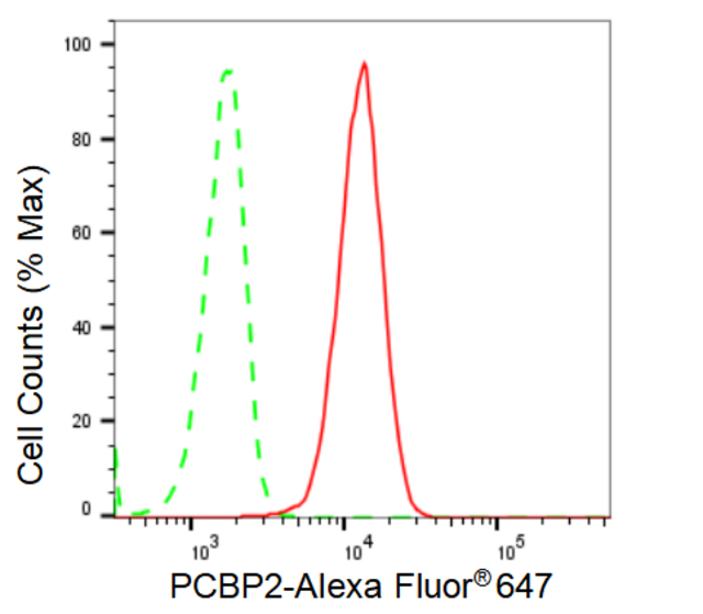 KD-Validated Anti PCBP2 Antibody, clone 23GB2110, Rabbit Monoclonal clone 23GB2110, recombinant rabbit monoclonal, expressed in HEK293 cells