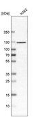 Anti-EFTUD2 antibody produced in rabbit affinity isolated antibody, buffered aqueous glycerol solution