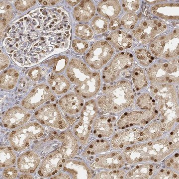 Anti-Cib1 Antibody Produced In Rabbit Prestige Antibodies&#174; Powered by Atlas Antibodies, affinity isolated antibody, buffered aqueous glycerol solution