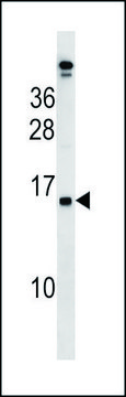 ANTI-PLAC4 (N-TERM) antibody produced in rabbit IgG fraction of antiserum, buffered aqueous solution