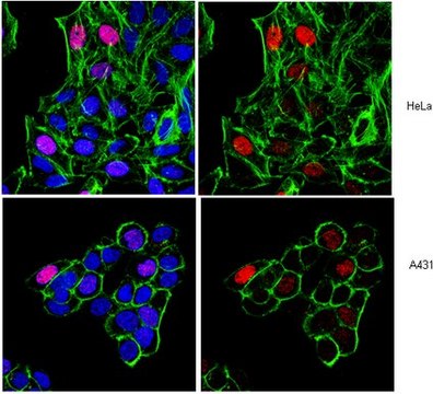 Anti-Histone H3 Antibody (Dimethyl K9, Phospho S10), clone 6HH3-2C5 ascites fluid, clone 6HH3-2C5, from mouse