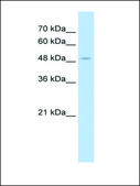 Anti-AADAT antibody produced in rabbit IgG fraction of antiserum