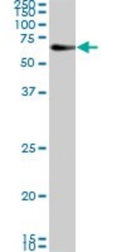 Monoclonal Anti-CAMKK2 antibody produced in mouse clone 1A11, purified immunoglobulin, buffered aqueous solution