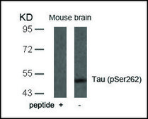 Anti-phospho-MAPT (pSer262) antibody produced in rabbit affinity isolated antibody