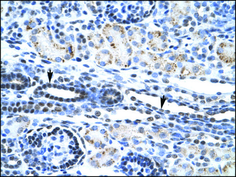 Anti-ETS1 antibody produced in rabbit IgG fraction of antiserum