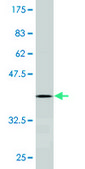 Monoclonal Anti-SOX18 antibody produced in mouse clone 2G12, ascites fluid
