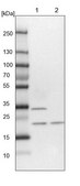 Anti-EXOSC1 antibody produced in rabbit Prestige Antibodies® Powered by Atlas Antibodies, affinity isolated antibody, buffered aqueous glycerol solution