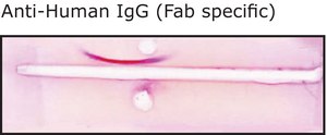 Anti-Human IgG (Fab specific), F(ab′)2 fragment antibody produced in goat affinity isolated antibody, buffered aqueous solution