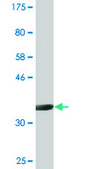 Monoclonal Anti-SOX18 antibody produced in mouse clone 1C4, purified immunoglobulin, buffered aqueous solution
