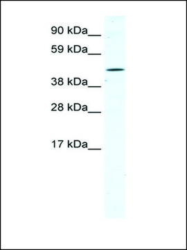 Anti-TTC19 (AB1) antibody produced in rabbit IgG fraction of antiserum