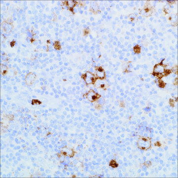 CD15 (MMA) Mouse Monoclonal Antibody