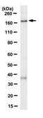 Anti-LRRK1 Antibody, clone 12F2.1 clone 12F2.1, from mouse