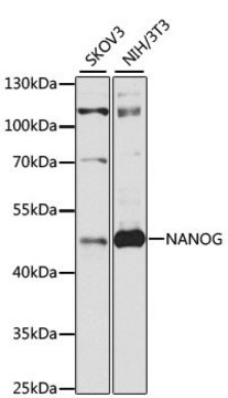 Anti-NANOG antibody produced in rabbit