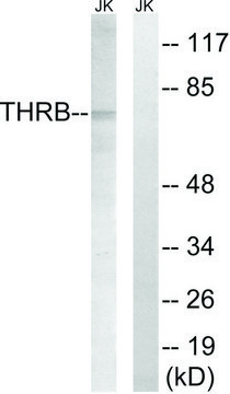 Anti-THRB (AP2, Cleaved-Arg327) antibody produced in rabbit affinity isolated antibody