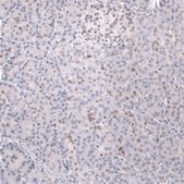 Monoclonal Anti-Prox1 Antibody Produced In Mouse Prestige Antibodies® Powered by Atlas Antibodies, clone CL13472, affinity isolated antibody, buffered aqueous glycerol solution