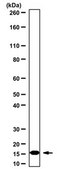 Anti-monomethyl Histone H3 (Lys4) Antibody from rabbit, purified by affinity chromatography